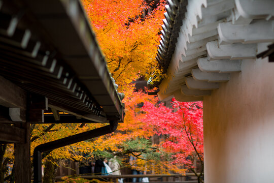 Autumn foliage at Eikando Temple, a famous tourist attraction in Kyoto, Japan.