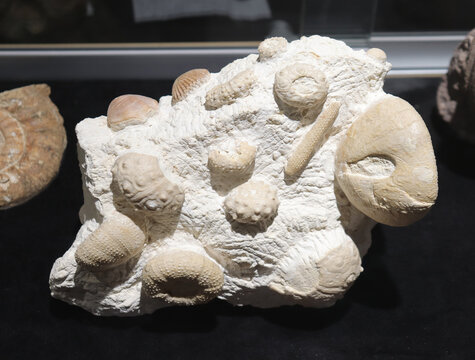 Sea shell  fossil on a white stone. and a black background. Geology and archeology science and fossil. Textured fossil with pattern and trace. Fossil formation from France.