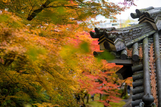 Autumn foliage at Eikando Temple, a famous tourist attraction in Kyoto, Japan.