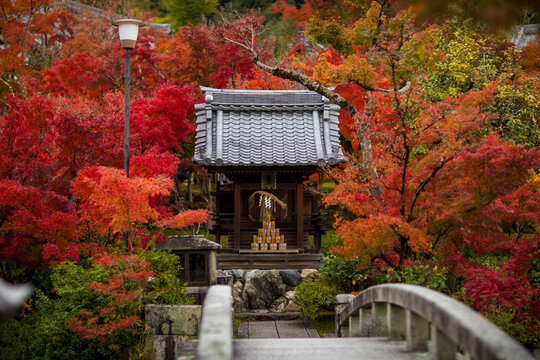 Autumn foliage at Eikando Temple, a famous tourist attraction in Kyoto, Japan.