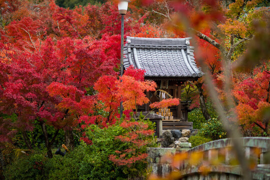 Autumn foliage at Eikando Temple, a famous tourist attraction in Kyoto, Japan.