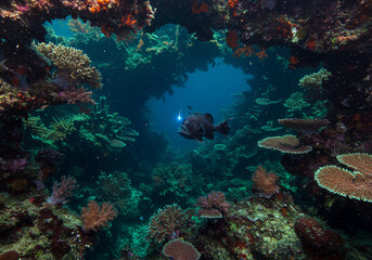 Fototapeta premium A fish swims through a coral reef cave, illuminated by a bright light.