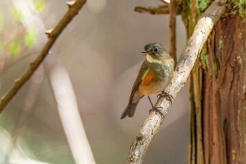 枝にとまってのんびりくつろぐルリビタキ幼鳥