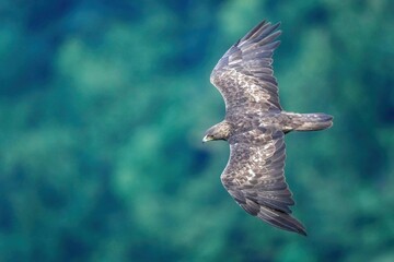 グリーンバックに悠然と飛ぶイヌワシ成鳥