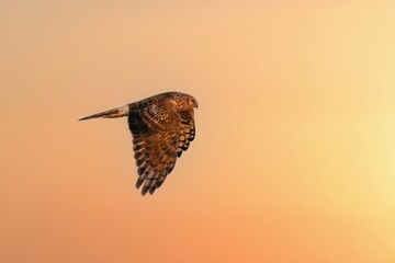 夕焼けバックに悠然と飛ぶハイイロチュウヒ メス