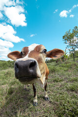 Adorable mini Jersey cow looking at the camera.