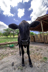 Adorable Girolando breed cow looking at the camera.