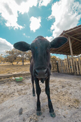 Adorable Girolando breed cow looking at the camera.