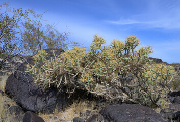Branched Pencil Cholla (Cylindropuntia ramosissima) growing among black lava rocks in rocky desert, Mojave National Preserve, California, USA.