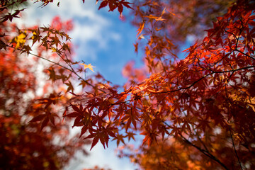 Autumn foliage at Shorinji Temple, a lesser-known spot in Kyoto, Japan.