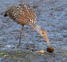 The limpkin (Aramus guarauna) eating guts of the captured giant apple snail (Pomacea maculata), Fort Bend County, Texas, USA