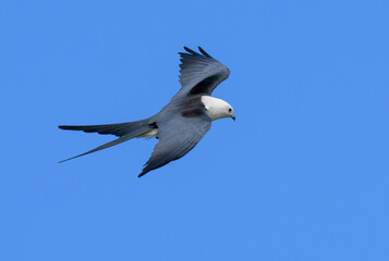 Fototapeta premium Swallow-tailed kite (Elanoides forficatus) soaring in blue sky, Houston area, Harris county, Texas, USA.