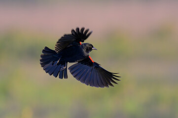Male red-winged blackbird (Agelaius phoeniceus) flying over tidal marsh, Galveston, Texas