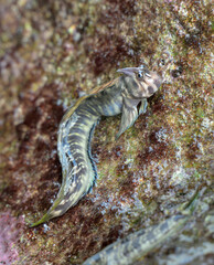Mascarene Combtooth Blenny (Alticus monochrus), amphibious rockskipper fish on rock, Watamu, Kenya