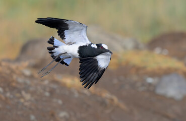 Blacksmith lapwing, or plover (Vanellus armatus) flying, Lake Nakuru National Park, Kenya.