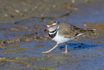 African three-banded plover (Charadrius tricollaris), Lake Nakuru National Park, Kenya.