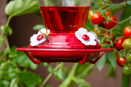Pest yellow jacket is a nuisance on a red hummingbird feeder in Waukesha County, Wisconsin, during summer. Background cherry tomatoes.