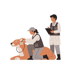 Veterinarians Tagging and Examining a Sedated Lion for Conservation.