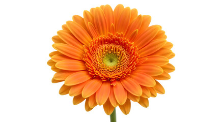 Bright orange gerbera daisy flower isolated on white a vibrant floral element for spring and summer designs