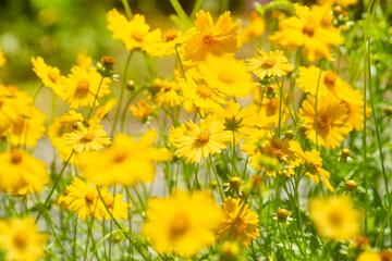 노란 국화꽃밭 풍경
