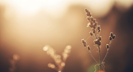 Golden hour sunlight illuminates delicate dried grass stalks