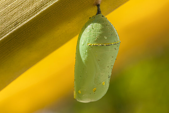 Water droplets glisten on the bright green chrysalis of the Monarch butterfly - Powered by Adobe