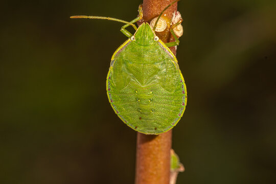 A green stinkbug (Chinavia hilaris) feeding on the stem of a milkweed plant