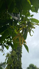 Ylang Ylang Flower Blooming on Tree Branch in Natural Garden. Close-up view of a yellow ylang ylang flower blooming among green leaves on a tree branch.