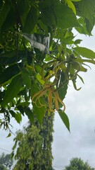 Ylang Ylang Flower Blooming on Tree Branch in Natural Garden. Close-up view of a yellow ylang ylang flower blooming among green leaves on a tree branch.
