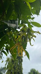 Ylang Ylang Flower Blooming on Tree Branch in Natural Garden. Close-up view of a yellow ylang ylang flower blooming among green leaves on a tree branch.