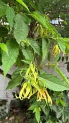 Ylang Ylang Flower Blooming on Tree Branch in Natural Garden. Close-up view of a yellow ylang ylang flower blooming among green leaves on a tree branch.