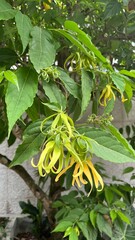 Ylang Ylang Flower Blooming on Tree Branch in Natural Garden. Close-up view of a yellow ylang ylang flower blooming among green leaves on a tree branch.