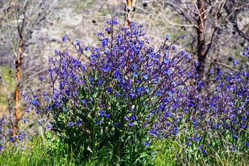 Italian bugloss, or Anchusa azurea wild plant with flowers in the spring, in Attica, Greece