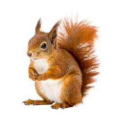 Red Squirrel’s Charm: a striking portrait of a red squirrel. Its rich, auburn fur and inquisitive eyes captivate viewers. The squirrel sits calmly, creating a connection to the beauty of nature.