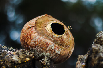 A detailed, close-up photograph of a weathered and cracked coconut shell, with a prominent dark hole at the top, resting precariously on rough, textured debris