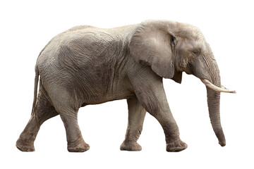 Fototapeta premium elephant strides forward, showcasing its textured skin on transparent background