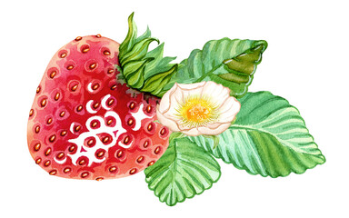 Red ripe strawberries on a leaf with a flower. A composition for decorating tea, perfumes, cosmetics, and cleaning products. Hand drawn watercolor illustration. Isolated composition