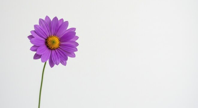 Single Purple Daisy Flower on White Background: Minimalist Floral Beauty