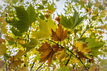 Close-up of wet Plane Tree leaves in an autumn setting. Sycamore, Platano, foliage, branch, autumn, no people, park, garden, nature, plant, wood, forest, outdoors, fall, season, colorful, transition