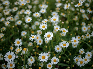 Dense cluster of white daisies with yellow centers covering frame from above, top view in diffused natural light, floral texture background for designs.