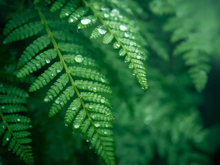 Green fern frond with water droplets against dark foliage, natural forest light and macro view, lush foliage background suitable for nature themes.
