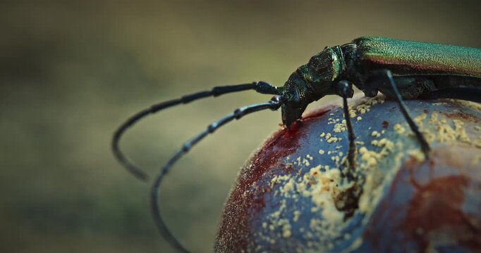 Close Observation of Beetle Sipping Plum with Fine Shine