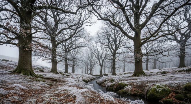 A serene winter forest scene with frost-covered trees, a gentle stream, and a mysterious misty atmosphere in a cold natural landscape.