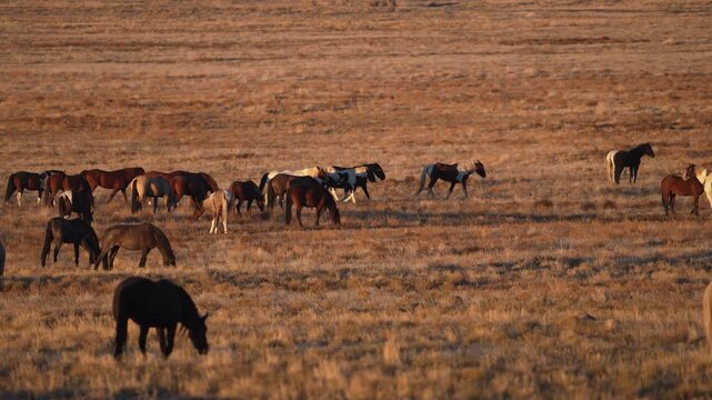Panning view of Onaqui Mountain wild horse herd in the Utah desert.