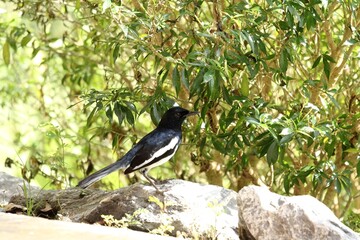 Magpie (Copsychus saularis) perched on a rock