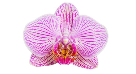 Fototapeta premium Elegant Pink Striped Phalaenopsis Orchid Isolated On Black