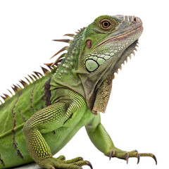 Green Iguana Isolated Png File