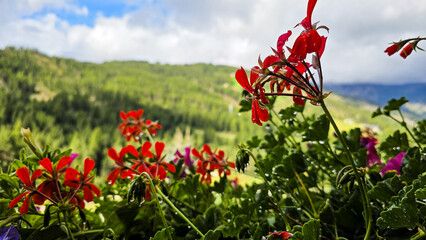 Flowers in the rain in the mountains against a backdrop of scenic views. Traveling in the mountains. High quality photo