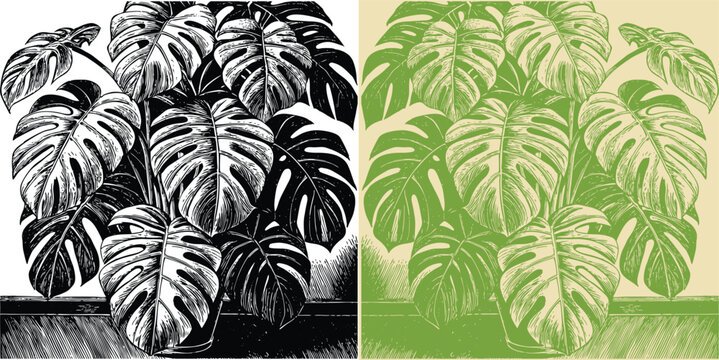 Bold monstera deliciosa plant illustration in black and white with green, stylish botanical art for home decor and modern interiors - Powered by Adobe