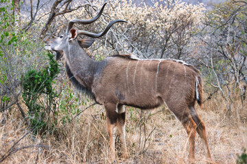 greater kudu, a species of antelope native to eastern and southern Africa. The male, have long, spiral horns